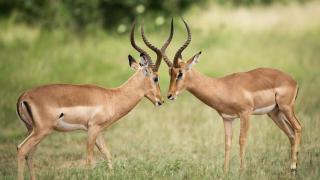 conflicted: a new approach to resolving ambiguity