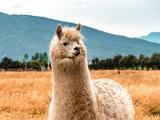 LLaMA in R with Keras and TensorFlow